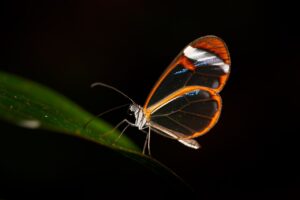 Glasswing firmy Anthropic ujawnia paradoks bezpieczeństwa sztucznej inteligencji