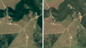 Google tworzy mapę satelitarną do ochrony brazylijskich lasów