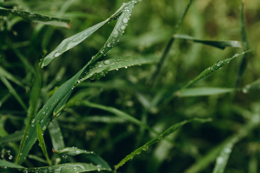 Rośliny potrafią przewidywać deszcz lepiej niż meteorolodzy