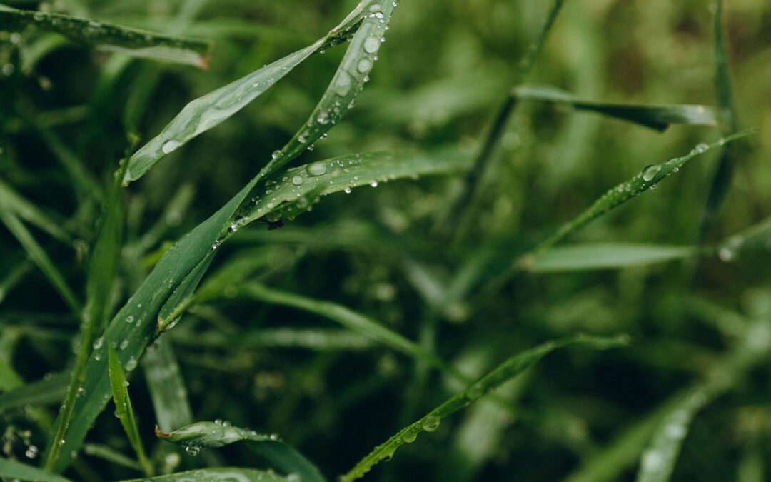 Rośliny potrafią przewidywać deszcz lepiej niż meteorolodzy
