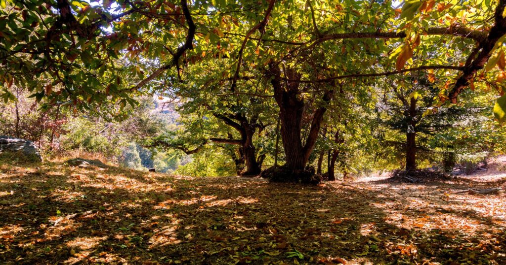 Centrum danych AI zagraża jednemu z ostatnich naturalnych sadów kasztanowców w USA